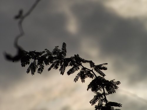 monsoon  clouds  rain