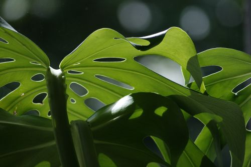 monstera leaf nature