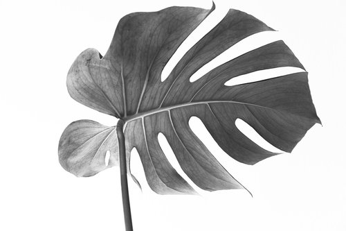 monstera  leaf  plant