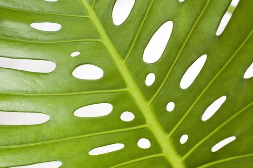 monstera  plant  leaf