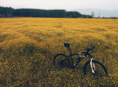 montainbike field yellow
