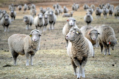 montana sheep grazing