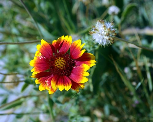 montana blanket flower  gaillardia  asteraceae