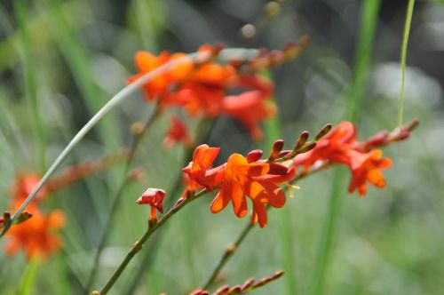 montbretia flower orange
