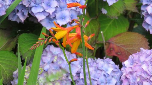 montbretia flower hydrangea