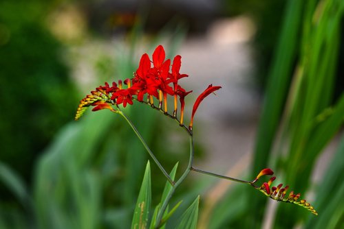 montbretia  red king  flower