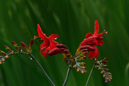 montbretia  flowers  red