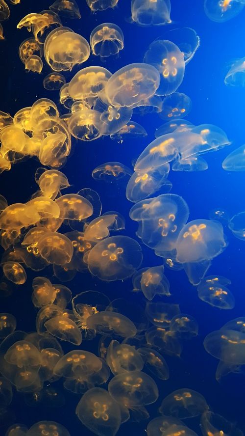 monterey underwater jellyfish