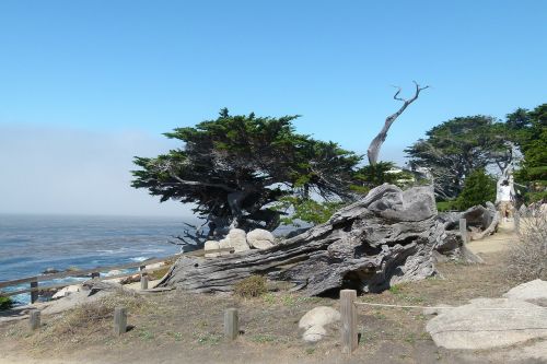 monterey coast trees