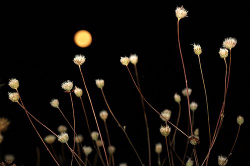 month  plant  night