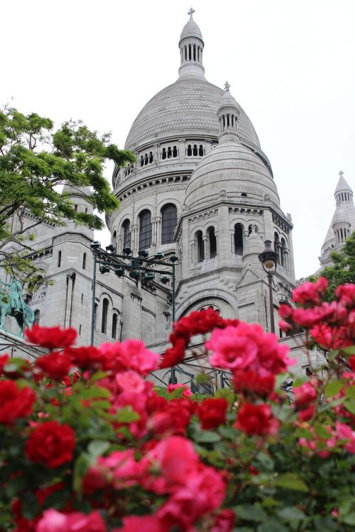 montmartre paris roses