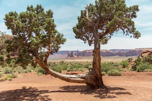 monument valley  tree  landscape