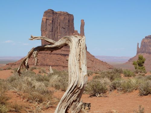 monument valley tree america