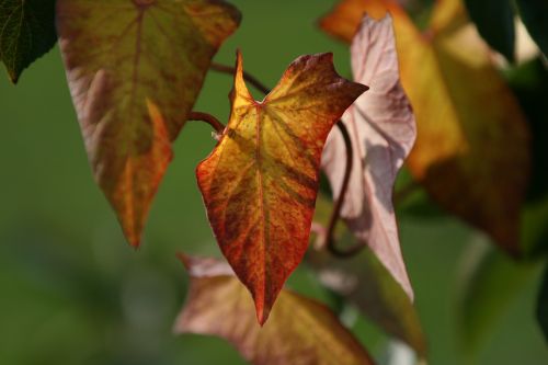 mood leaf autumn