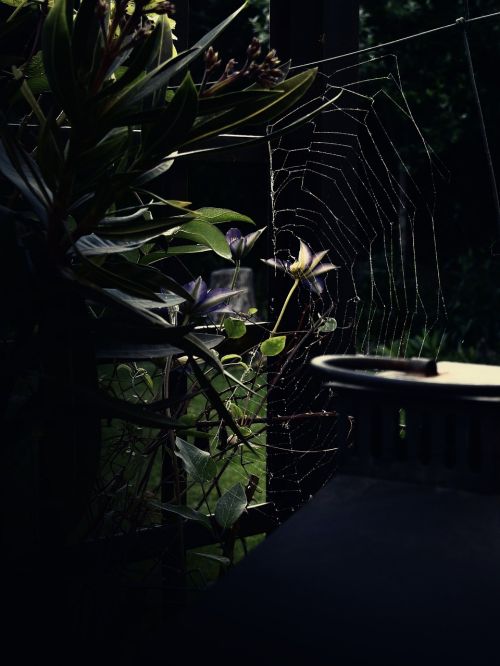 mood nature cobweb
