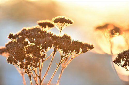 mood  plant  dried