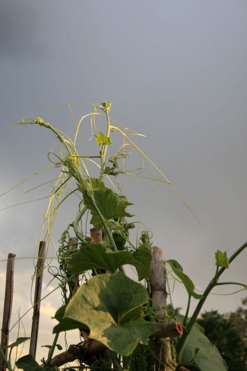 Moody Sky With Squash Plant