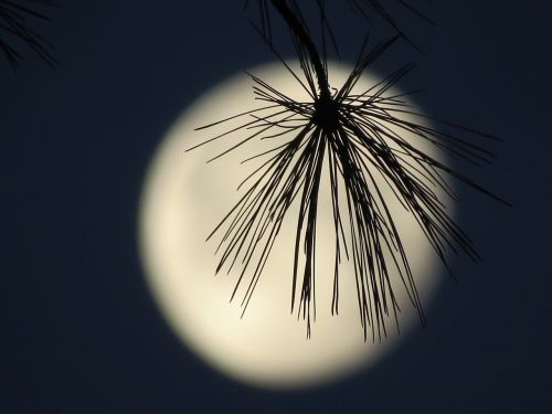 moon brench silhouette evergreen tree