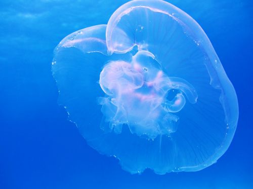 moon jellyfish aurelia aurita