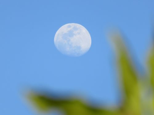 moon fuzzy branch