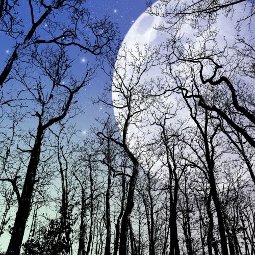 moon sky trees