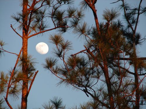 moon lunar pines