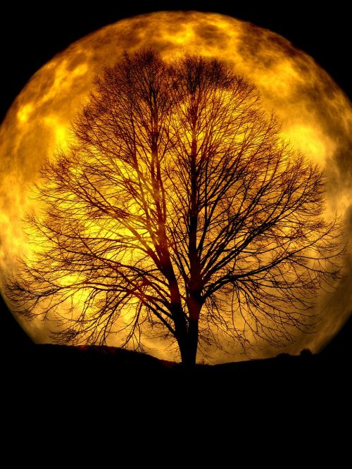 moon tree kahl