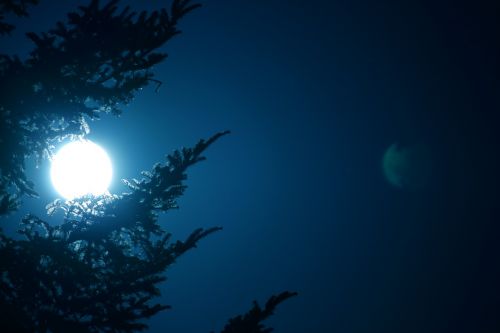 moon night fir