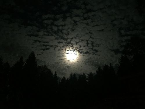 moon night forest