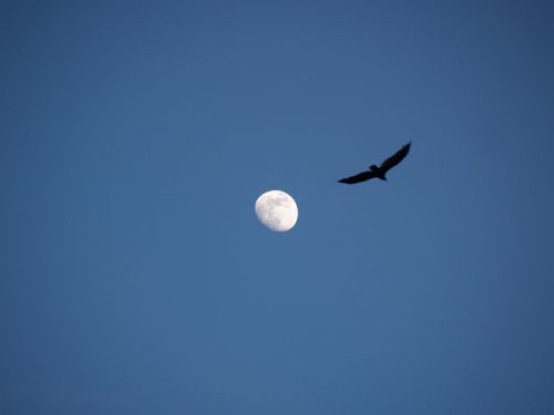 moon bird landscape