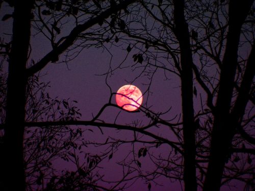 moon moon shine trees