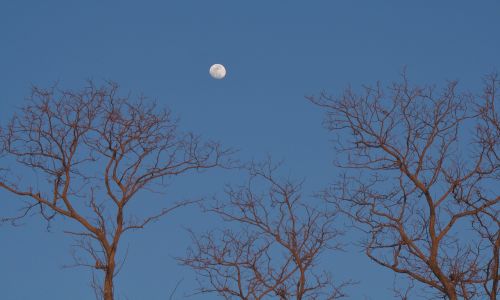 moon trees sky