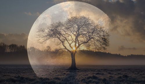 moon tree atmosphere