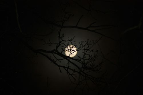 moon aesthetic tree
