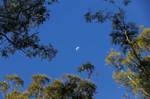 moon sky trees