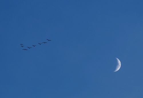 moon sky birds