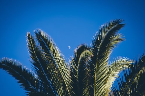 moon  palm  sky