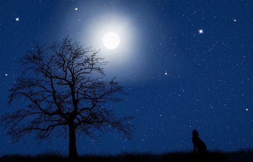 moon  starry sky  night