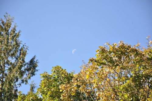 moon tree sky