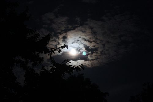 moon tree dark