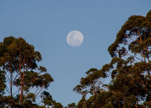 moon sky trees