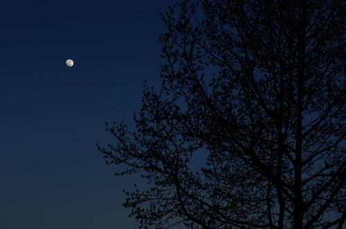 moon tree night