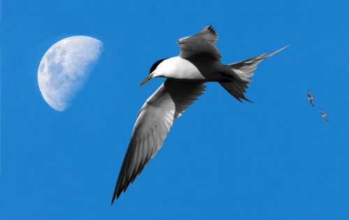 moon birds seagull
