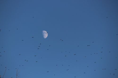 moon birds flock