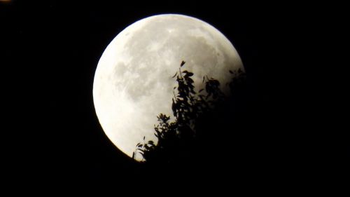 moon eclipse moon and foliage