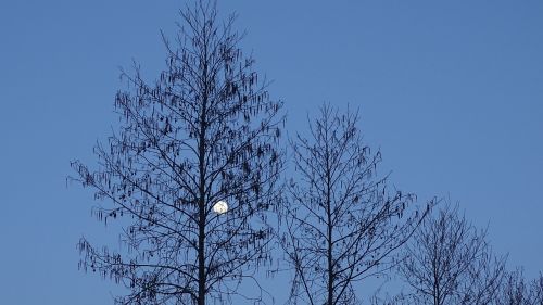 moon sky trees