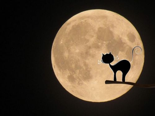 moon cat mystical