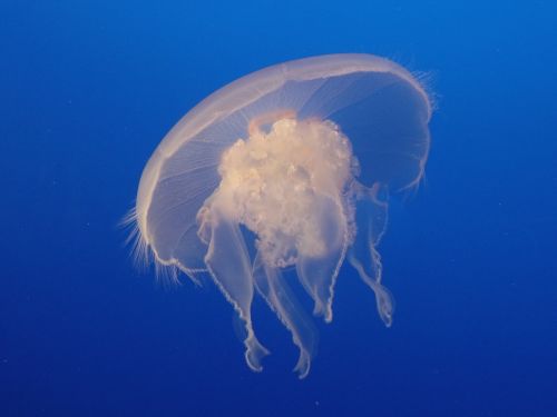 moon jelly jellyfish white