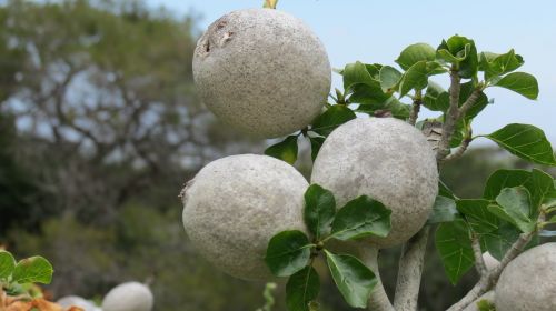 moon plant botanic plant