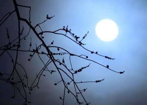 moonlight branches silhouette